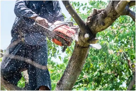 tree services Langhorne Manor